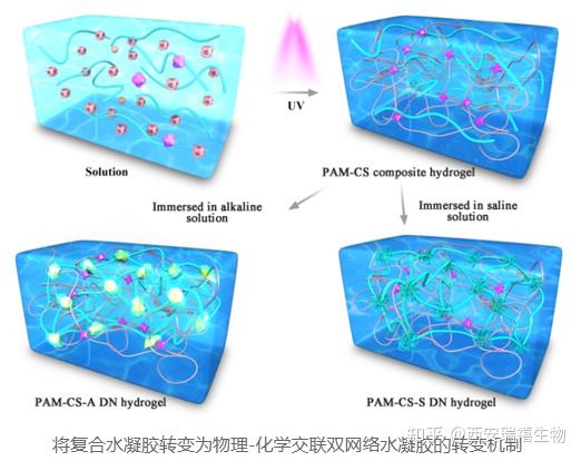 peg-da/hema共聚凝胶微球/有机硅的共聚物的水凝胶介绍 知乎