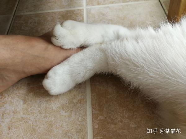 猫腿扭伤骨折