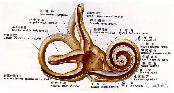 内耳结构图