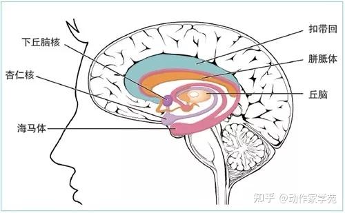 动与不动运动对你的大脑有这些好处