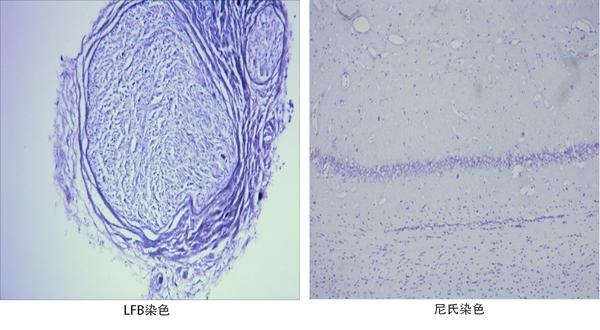 细胞组织染色方法大盘点