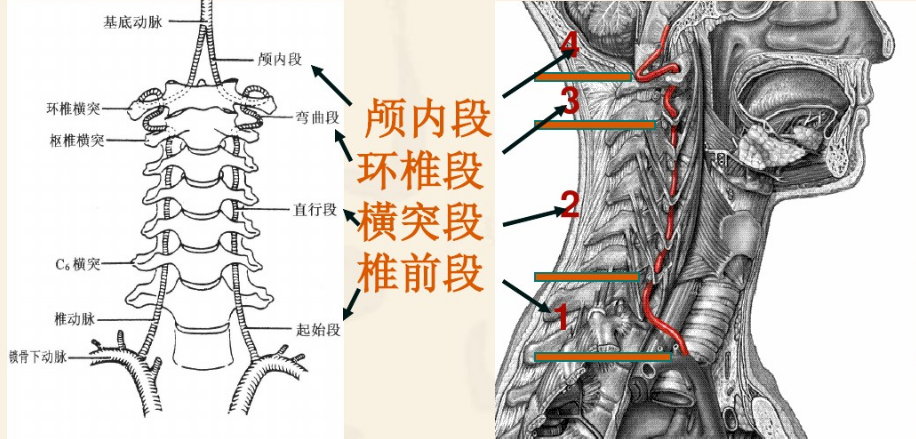 颈椎间盘突出以及钩椎关节,关节突关节增生,在椎间孔等处压迫或刺激