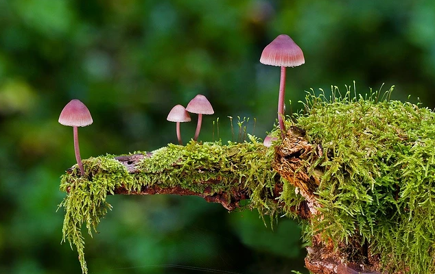 苔花如米小不负韶华用生命绽放