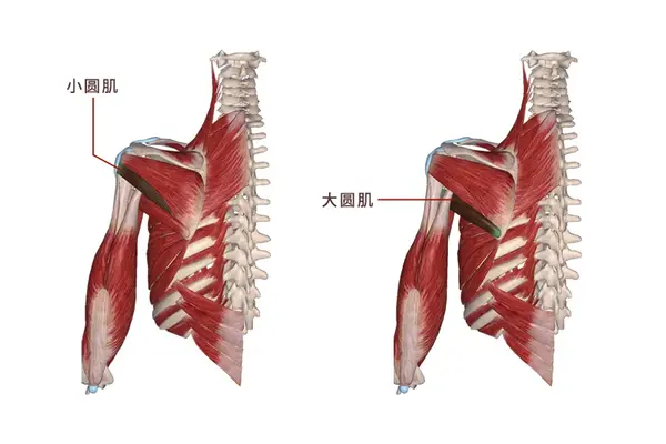 【肌肉科普】探讨身体肌肉—大小圆肌