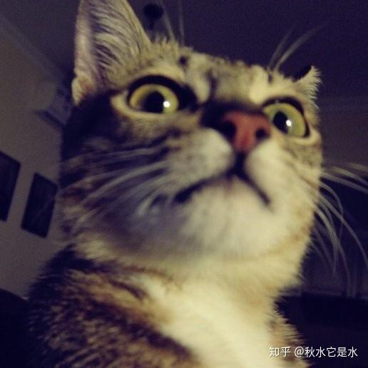 不是所有猫咪都卖萌的 还有王之俯视