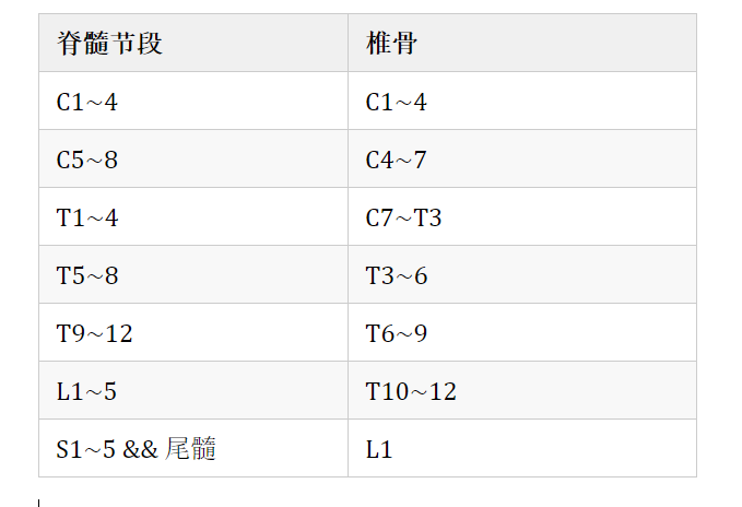 系统解剖学神经系统椎骨脊神经脊髓节段的关系