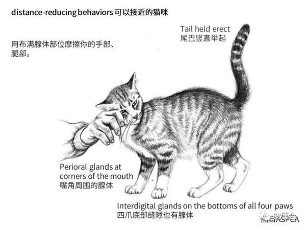 猫咪的这些肢体语言,你都知道什么含义吗?