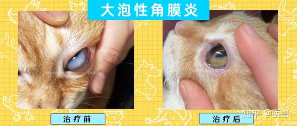 猫咪眼睛水肿,发白,大泡性角膜炎的保守治疗