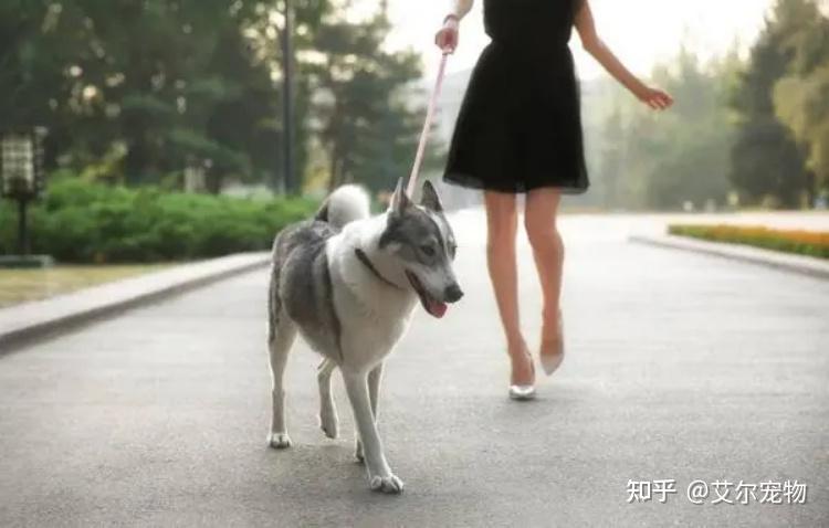 51日后遛狗不拴绳或不佩戴犬牌将涉嫌违法