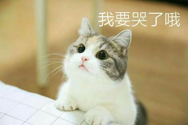 有什么适用于和老公/男票撒娇的可爱表情包?