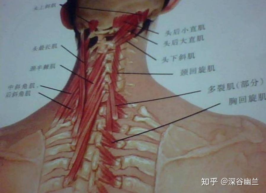 读书笔记头夹肌颈夹肌和颈椎脊柱旁肌肉触发点