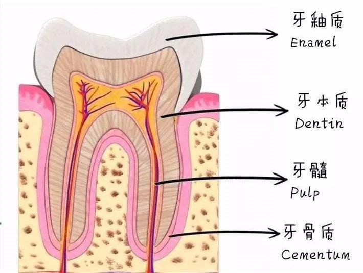 聚酰胺胺纳米羟磷灰石的合成表征以及封闭牙本质小管的研究