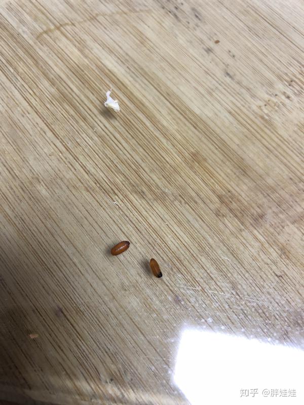 茶几上 发现 褐色 疑似虫卵 是什么虫子啊 两颗 米粒大小 头部棕黑色?
