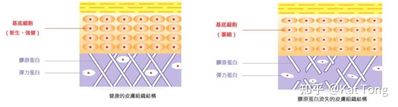 25岁以后胶原蛋白流失严重怎么保养能够让胶原蛋白再生健身美容仪食补