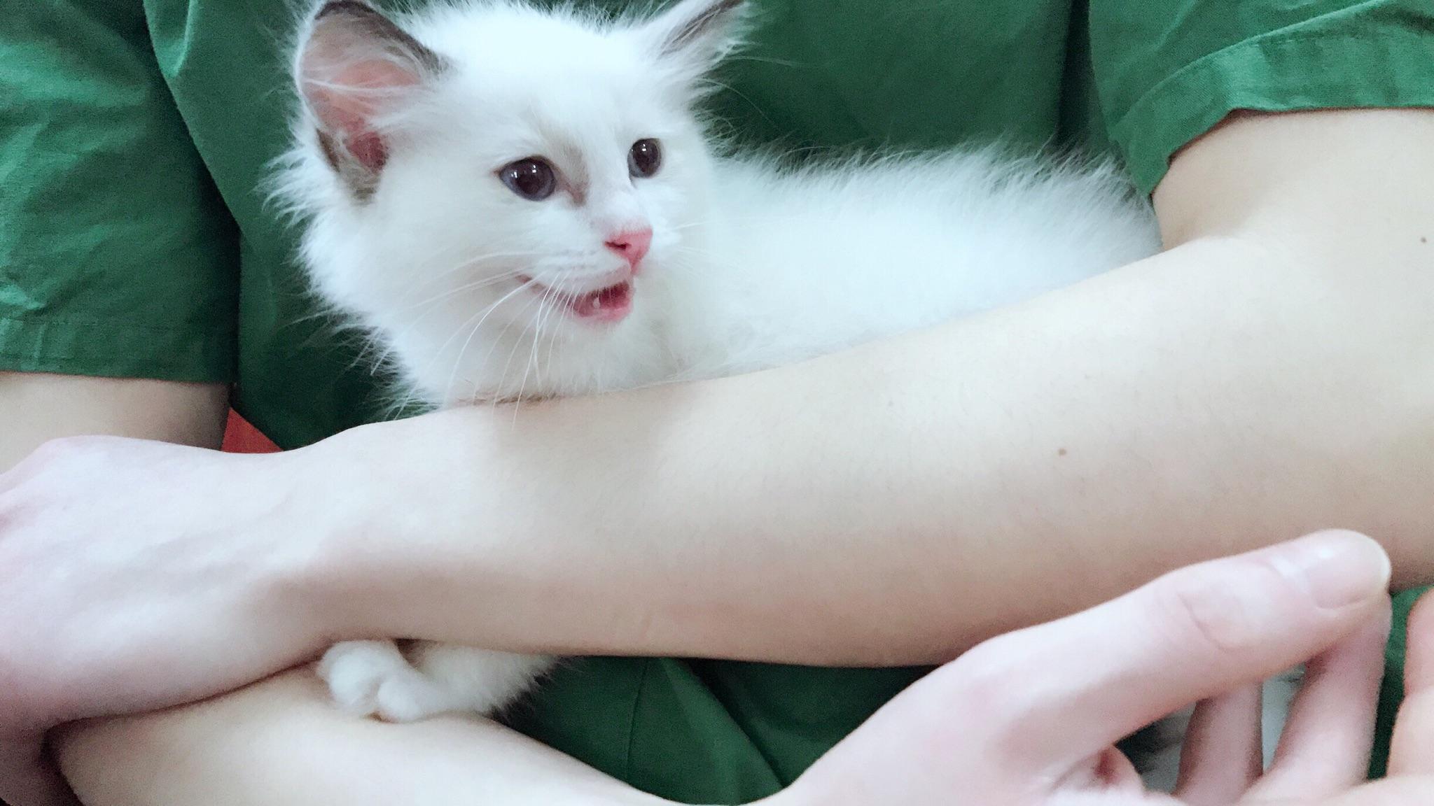 这只布偶猫两个月大了他是纯白没面具吗还是没出花色呢