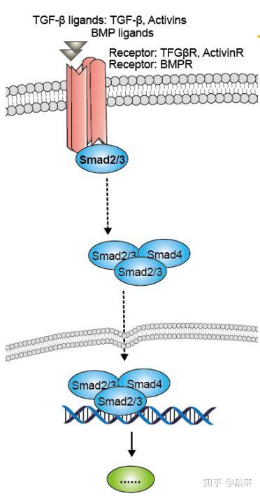 经典信号通路总结——tgf-β信号通路