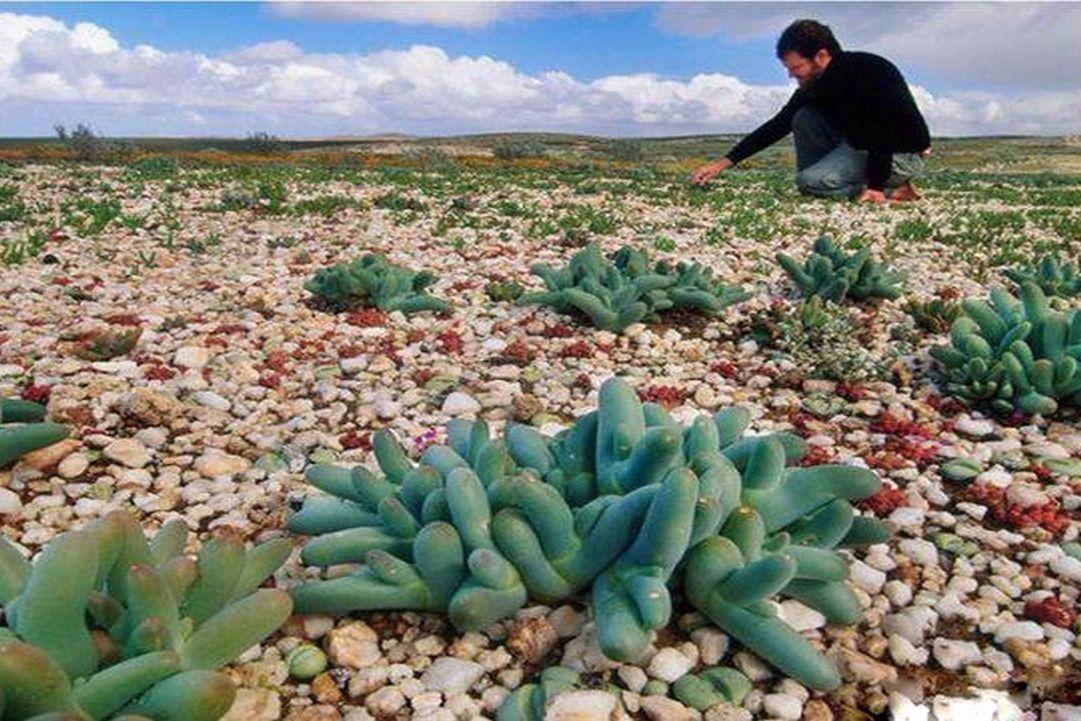 计算机 1 人 赞同了该文章 有资料这样说:"多肉植物的原生地多在沙漠