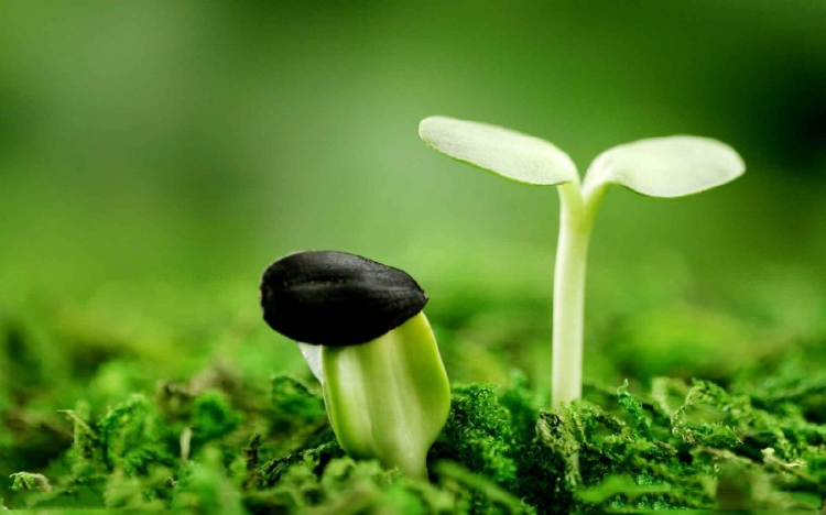 很多成功的人都经历过痛苦的蜕变无尽的煎熬过后才会有斑斓的彩虹