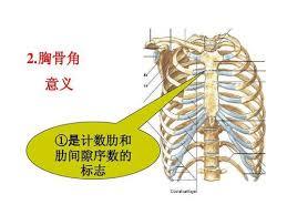 和胸骨连接点,通常以此计算肋骨的肋间隙,二肋骨下的空隙为第二肋间