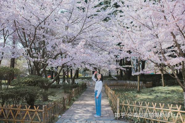 品种都是属于日本樱花,其中染井吉野(单樱)居多,青岛樱花节的开花期从