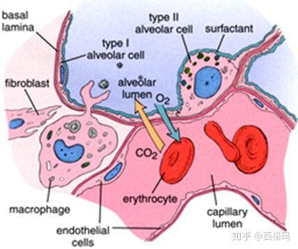 5, 气血屏障:肺泡内氧气与肺泡隔毛细血管的血液携带的二氧化碳间