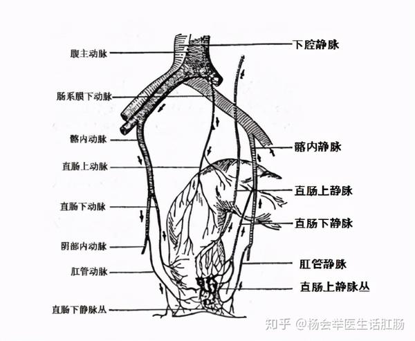 主要来自于4支动脉,即直肠上动脉,直肠下动脉,肛门动脉及骶中动脉.