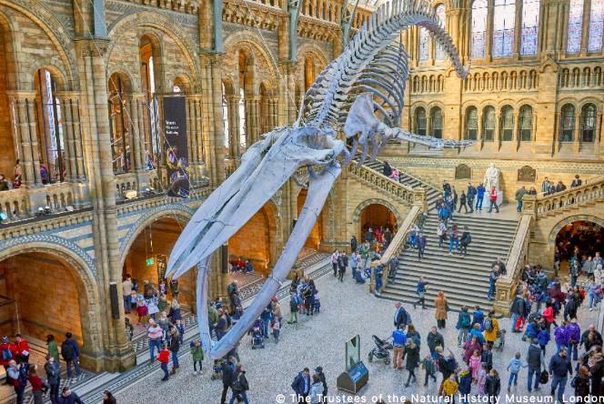 云游欧洲神奇生物在哪里英国自然历史博物馆全球官方首播