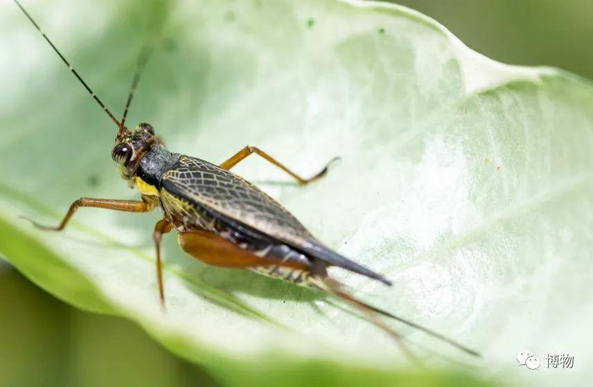 树叶上的蟋蟀图片来自:http/123rf.com.