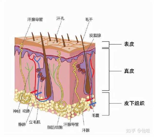 1,岁月静好——毛囊与皮脂腺相安无事