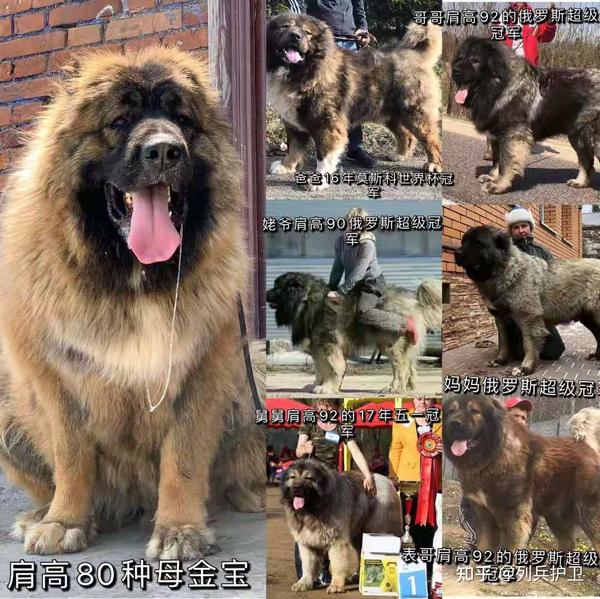 精选有名气的高加索犬养殖基地有哪些还有成年巨型高加索犬有多大列兵