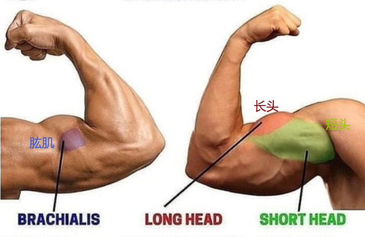 手臂肌肉怎么练?收好这份肱二头肌训练清单
