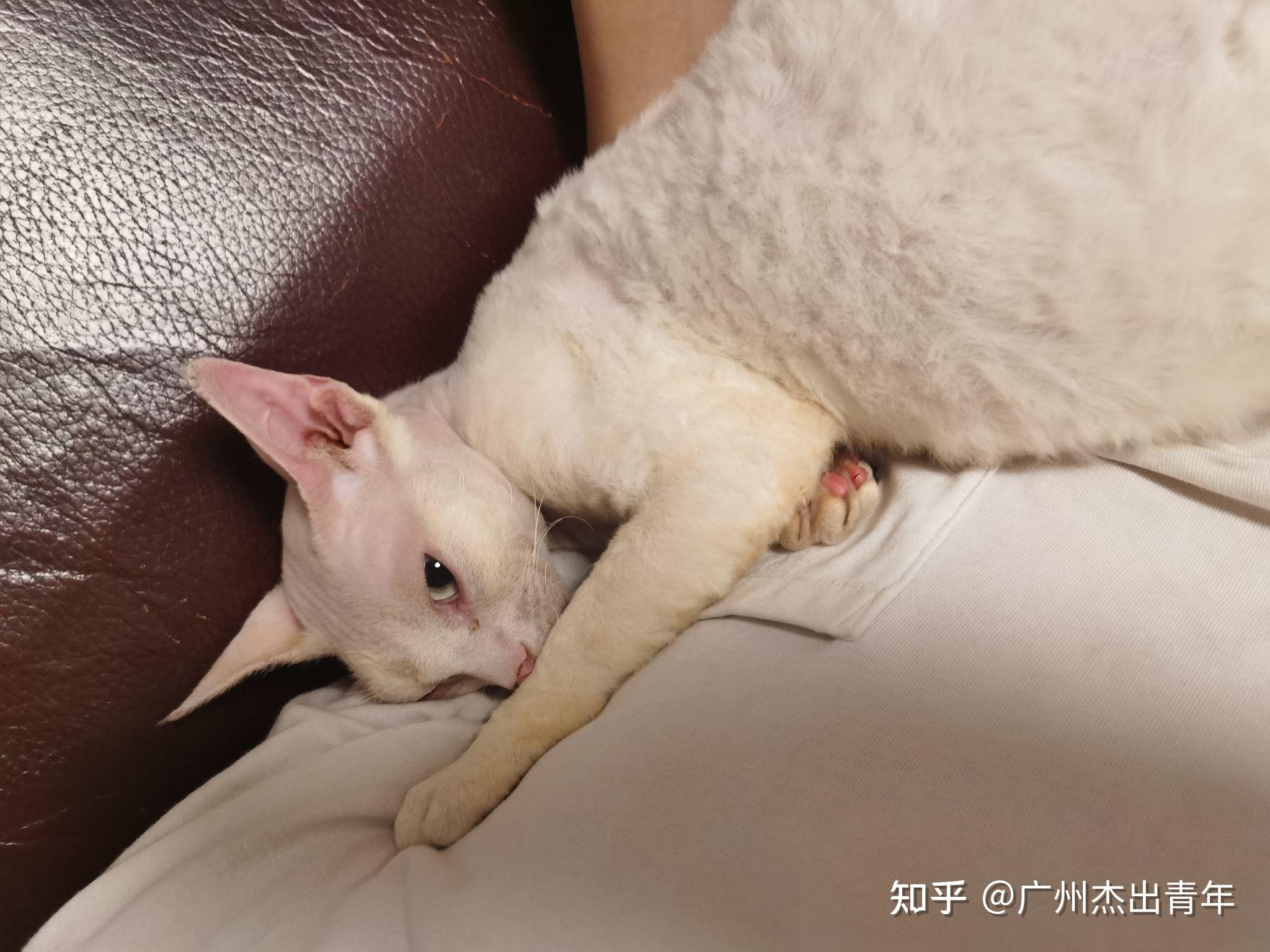 有大神帮我看看这只猫么跪谢想问下关于德文秃毛这只崽7个月了这是