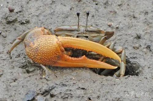 小时候农村田地旁边的水沟里见过的红色螃蟹,问一下有没有知道的,看一