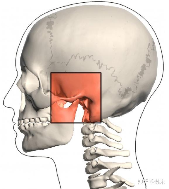 颞下颌关节功能解剖学习脸歪弹响不明原因头痛你该看看这里了