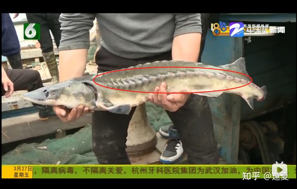 男子分解野生中华鲟系国家一级保护动物目前已被采取刑事强制措涉事