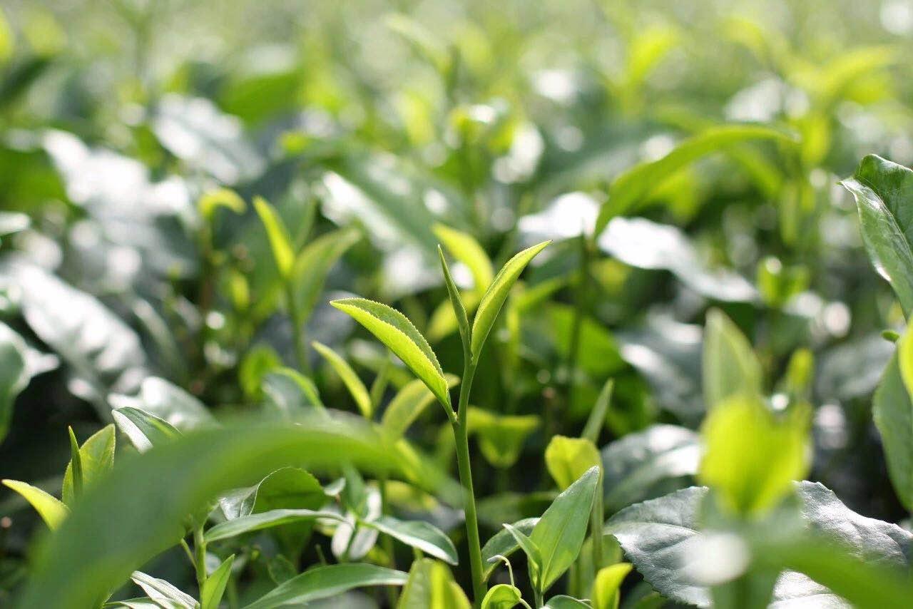 头采茶头春茶明前茶雨前茶你能分得清吗