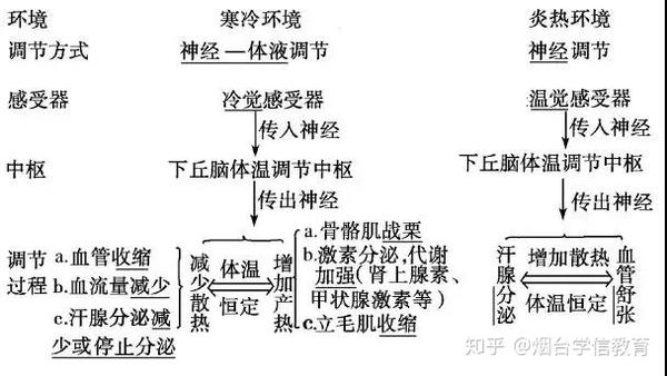 实例3-体温调节