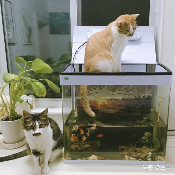 现实版小猫(尾巴)钓鱼