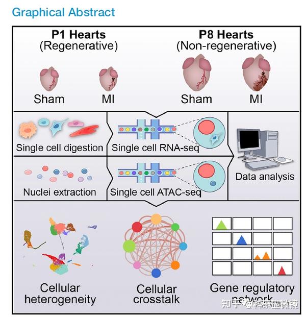 这样做出来的高质量图文摘要Graphic abstract才能成为SCI论文的加分项 知乎