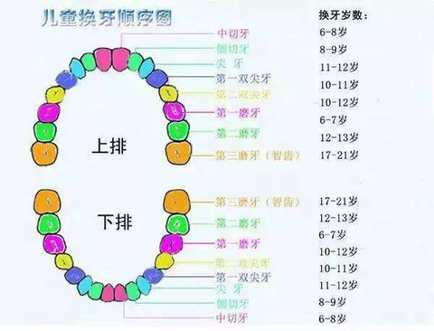 例如: 乳牙根尖周感染所致继承恒牙的发育不全又称特纳牙(turnerteeth