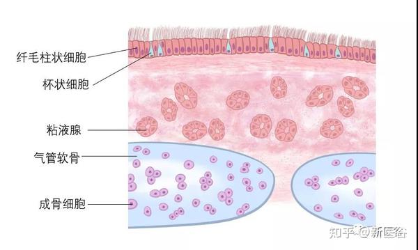 在气道腔的表面排列着一层 假复层纤毛柱状上皮细胞和一些 杯状细胞