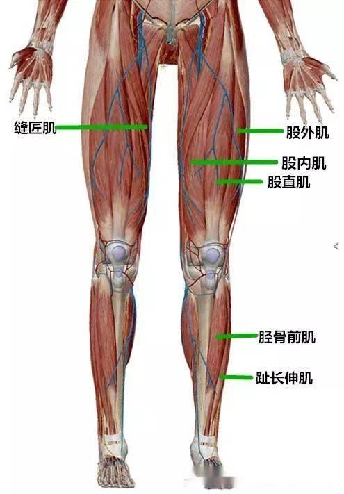 重点关注一下 大腿前侧的肌肉和 腓肠肌