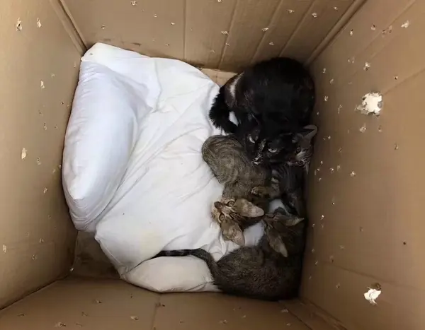 故意扔在我门口的猫超过100只了