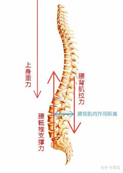 青少年腰椎间盘突出保守恢复后如何锻炼?具体可以有哪些?
