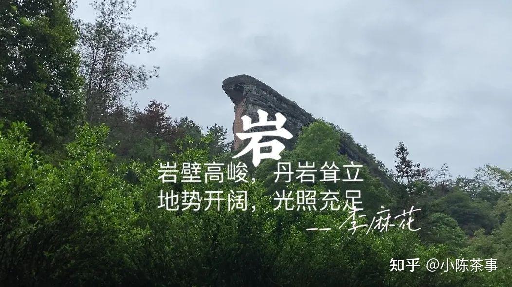 马头岩肉桂是武夷岩茶肉桂的天花板这3个谣言是时候披露了