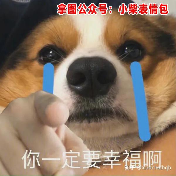 狗狗指人的表情包,指人表情包