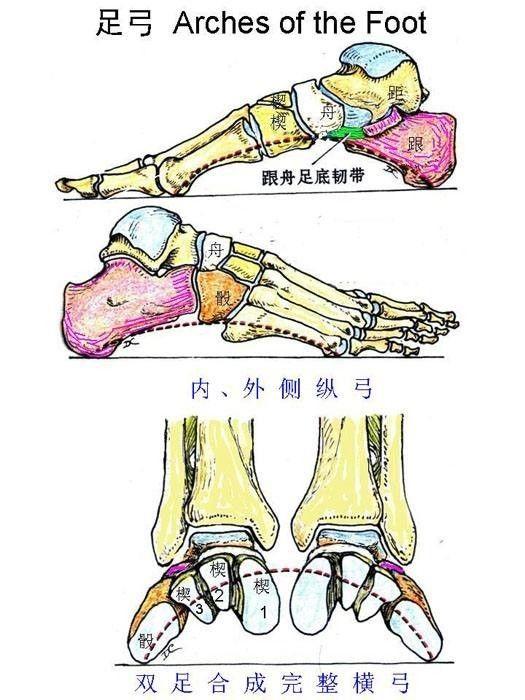 正常人的脚掌有三个足弓,一个足横弓,两个足纵弓,分别是内侧纵弓和