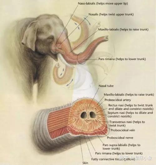 *象鼻的横截面解剖示意图