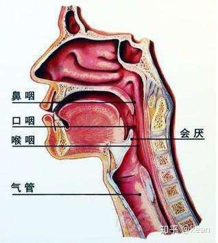 会厌位于舌根部位.