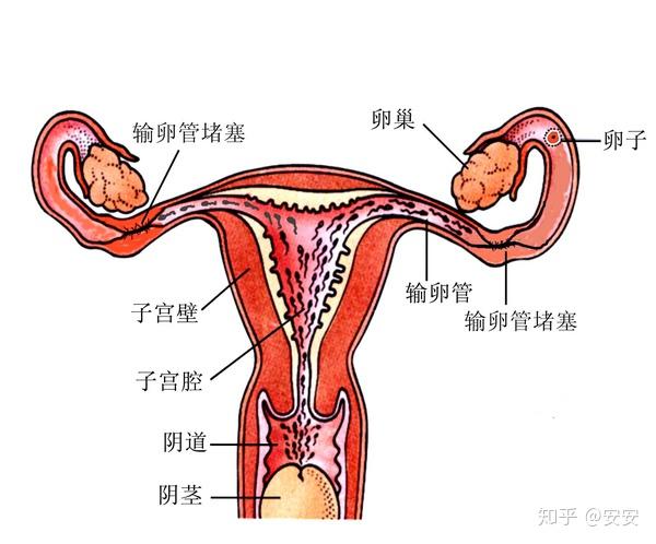 卵细胞形成后从卵巢排出,被输卵管吸纳后送往子宫.